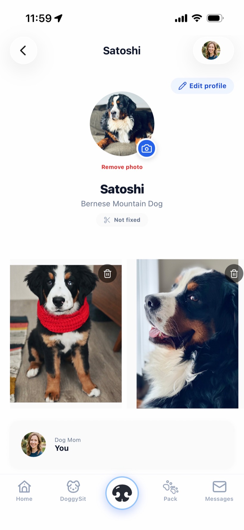 A Boopsy dog profile — Satoshi, a Bernese Mountain Dog — with a swipeable photo gallery, breed, and spay/neuter status